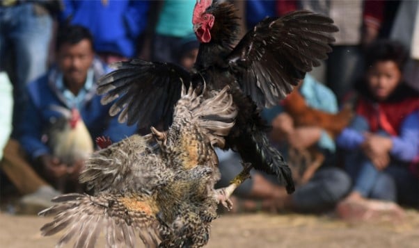 Gà chọi đá chết chủ