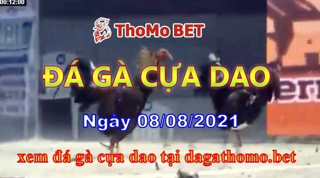 Đá gà cựa dao thomobet ngày 08/08/2021