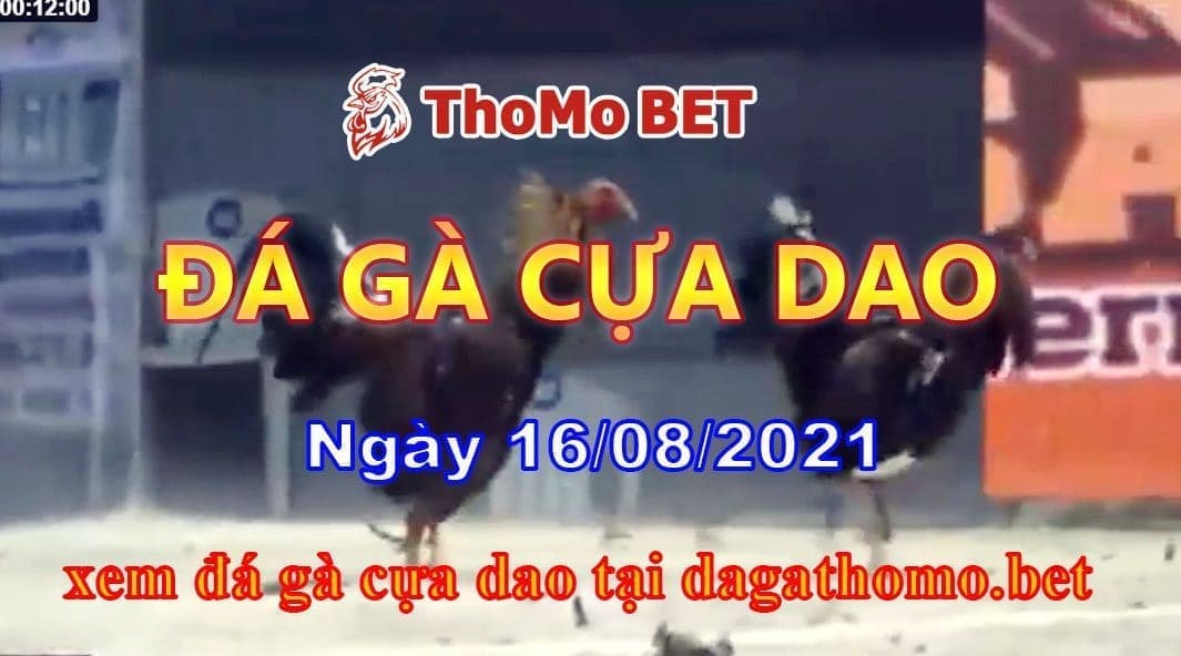Đá gà cựa dao thomobet ngày 16/08/2021