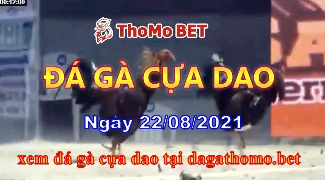 Đá gà cựa dao thomobet ngày 22/08/2021